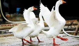 网红大鹅 今日吃瓜爆料,今日吃瓜大揭秘！